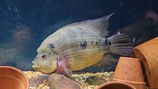 Amphilophus Trimaculatus F1 Rio Naranjo male Trimac cichlid The almost 6 year anniversary video [upl. by Idoc]