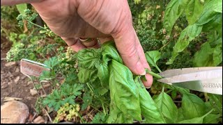 A twist on pesto from my garden  NMHighDesertGarden [upl. by Finegan]