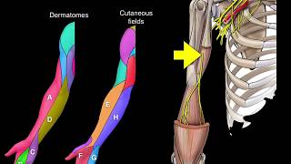 Dermatomes and Cutaneous fields [upl. by Inot]