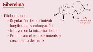 Auxinas y Giberelinas [upl. by Eninnaj]