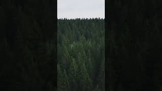 Pine trees seen from the forest in Norrland Sweden [upl. by Glennie]