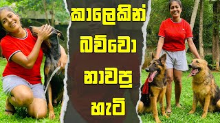 ‍පළවෙනි පාරට එයා බල්ලෝ නාවපු හැටි  How she bathed the dogs for the first time doglover puppy new [upl. by Torin]