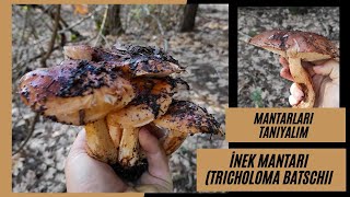 İnek Mantarı  Mantarları Tanıyalım  Tricholoma Fracticum  Tricholoma Batschii [upl. by Nylessoj289]