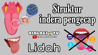 struktur indera pengecap lidah dan fakta mengenai kebenaran peta rasa pada lidah biologi kelas 11 [upl. by Stutman]