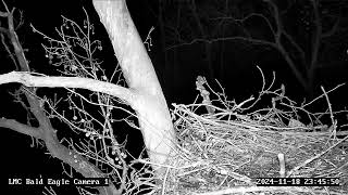 Little Miami Conservancy Bald Eagle Nest Live Camera 1 [upl. by Christean]