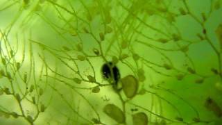 Carnivorous plant eats tadpole of cane toad [upl. by Janicki]