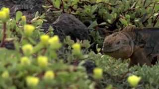 Las Islas Galapagos del Ecuador documental [upl. by Cutler639]