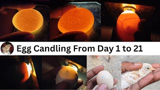 Egg Candling Using Mobile Phone  egg candling from day 1 to 21 [upl. by Yrellam]