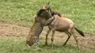 Leopards VS Wildebeest  BBC Studios [upl. by Mareah639]