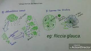 Bryophyta Vegetative reproduction of Riccia sp [upl. by Magdalene]