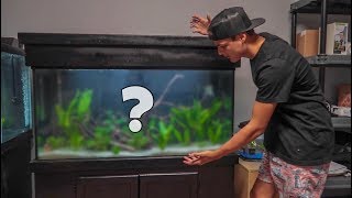 My NEW 90 GALLON AQUARIUM [upl. by Farwell]