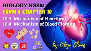 103 Mechanism of Heartbeat and 104 Mechanism of Blood Clotting [upl. by Ardnuhsor763]