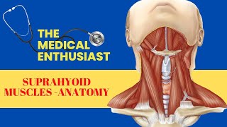 Suprahyoid Muscles  Anatomy [upl. by Tifanie]