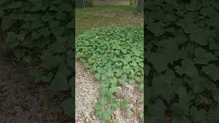 Sweet Potatoes growing in the backyard urbanfarm backyardgardening gardening [upl. by Rimas]