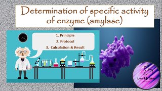 In vitro determination of specific activity of enzyme amylase [upl. by Ecined]