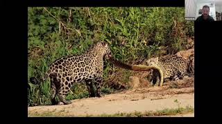 Naturetrek Roadshow The Southern Amazon to Iguazú Falls [upl. by Berthold]