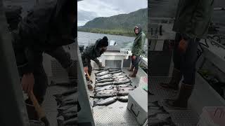 Find the fish catch your limit Ketchikan Alaska Automatic sport fishing [upl. by Miriam50]