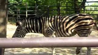 Animal Planet 動物惑星 Equus grevyi シマウマ Zebra 縞馬 [upl. by Pollard]