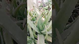 Aleo bera pla plant care shorts ytshorts [upl. by Jacquenette295]