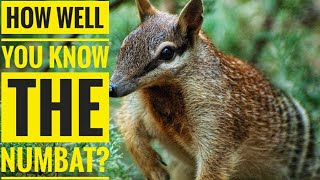 Numbat  Description Characteristics and Facts [upl. by Rainer]