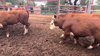 Quigley Hereford steers [upl. by Haynes277]