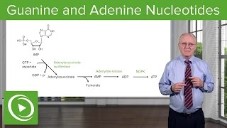 Paths to Guanine and Adenine Nucleotides – Biochemistry  Lecturio [upl. by Sulakcin]