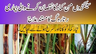 Effective Control of Red Rot Near Maturity in Sugarcane  Cyber Agri Extension  رتا روگ کا علاج [upl. by Reteid]