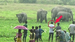 The Villagers and Human Friendly Wild Elephants Herd [upl. by Buddy]