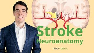 The Neuroanatomy of a Stroke Stroke Syndromes and Location Identification [upl. by Presley]