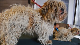 Amazing Transformation  Grooming Shih Tzu in bad Condition [upl. by Alien798]