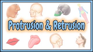 33 Protrusion amp Retrusion Terms  2D Animation [upl. by Jamima]