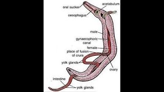 Schistosoma haematobium [upl. by Efron]