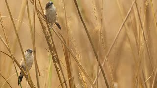 Mesmerizing Morning Harmony Indian Silverbills at Sultanpur Bird Sanctuary shortvideo relax [upl. by Lledner702]