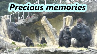 Gorilla Djeeco familys memories in 2021  Djeeco 家族的生活回顧 [upl. by Marijane]