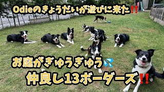 【猟師んちの7ボーダーズ】Odieのきょうだいが遊びに来た！13ボーダーズでわちゃわちゃ💨 [upl. by Holly]