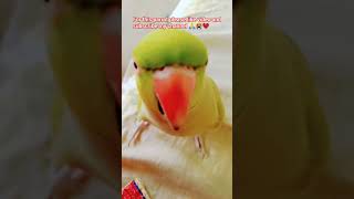 Ringneck parrot love camera 📸🤳 parrot cute mytalkingparrot ringnickparrot [upl. by Oileve193]