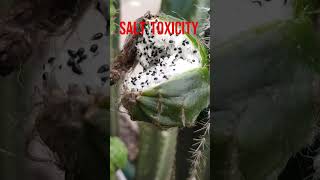 Xerophytes Cactus Have Roots Till Water Table facts biology xerophytic facts shorts vedantu 10 [upl. by Tad]