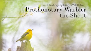 Photographing a Prothonotary Warbler  the Shoot [upl. by Aerdnaz]