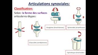 Généralités sur les articulations [upl. by Aicilf238]