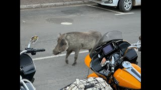 St Lucia Harley Rally South Africa 2024 [upl. by Yahc]