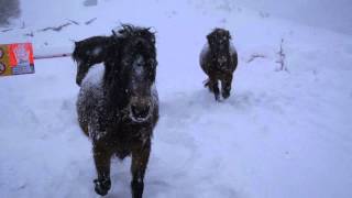 Exmoor PonyWinter [upl. by Halland536]