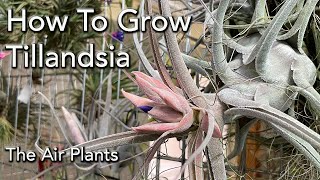 Tillandsia Air Plants Collection and Care 101  Basics of Watering Light Mounting amp Fertilizing [upl. by Ellatsirhc]