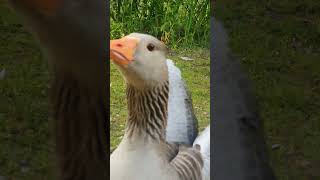 Goose Captures the Cameras Eye [upl. by Gellman761]