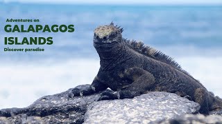 Discover paradise  adventures on the Galapagos Islands [upl. by Warden392]