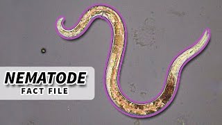 Nematoda Facts ROUNDWORM Facts and Information  Animal Fact Files [upl. by Ogir]