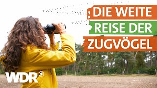 Warum viele Vögel in den Süden ziehen  neuneinhalb – Deine Reporter  WDR [upl. by Llerdnad]