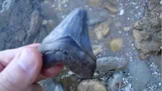 Fossil Shark Tooth Hunt Calvert Cliffs  Miocene  Fossilguycom 92012 [upl. by Bausch705]