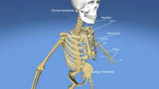 Difference Between Pelvis and Pelvic Girdle [upl. by Ernaldus]