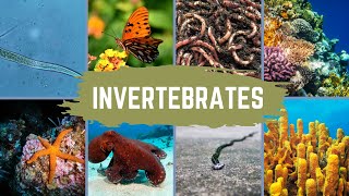 Invertebrate Characteristics and Phyla [upl. by Bertine]