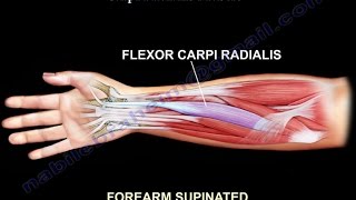 Anatomy Of The Flexor Carpi Radialis Muscle  Everything You Need To Know  Dr Nabil Ebraheim [upl. by Pierrepont]